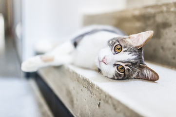 Jeune chat tigré et blanc allongé