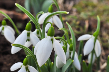 Snowdrop flowers in spring season. First flowers that blossom after a long winter.