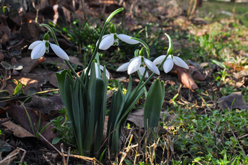 Snowdrop flowers in spring season. First flowers that blossom after a long winter.