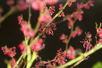  Rote Blüten der Zaubernuss