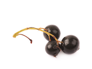 Branch of black currant berries isolated