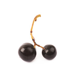 Branch of black currant berries isolated