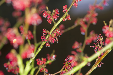  Rote Blüten der Zaubernuss