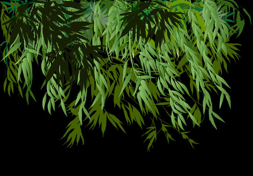 lush green bamboo bush on black background