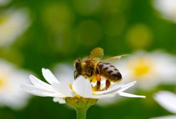 Bee and flower