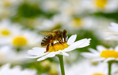 Bee and flower