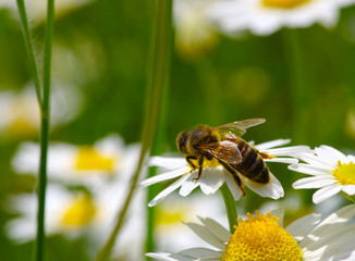  Bee on a daisy
