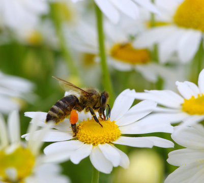  bee with her pollen basket full