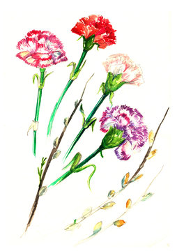 watercolor card with a picture of the clove flower. carnations flowers