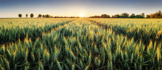 Panorama of wheat field at sunset © TTstudio