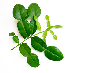 Lime leaf on white background,Herb cook