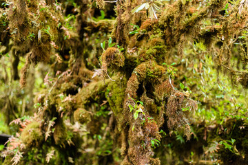 Moss on the tree in Ang Ka Luang Nature Trail