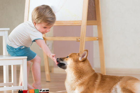 2 years old child playing with building blocks at home, shiba inu dog sitting near boy. Freindship lifestyle concept