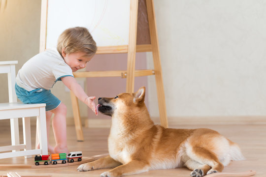 2 years old child playing with building blocks at home, shiba inu dog sitting near boy. Freindship lifestyle concept