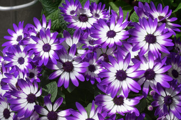 Purple and White African Daisies