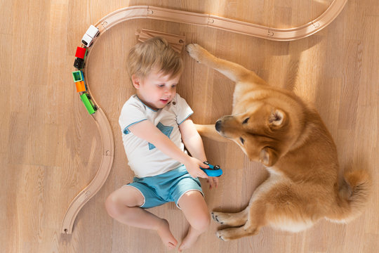Shiba inu dog and 2 year old child boy are best friends, they play together at floor at home, high angle view. Happy kid concept