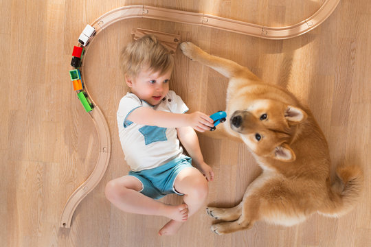 2 years old child playing with toy train at home, shiba inu dog sitting near boy, top view. Freindship lifestyle concept