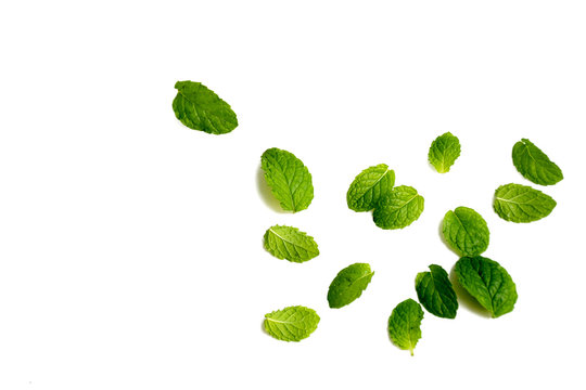 Mint leaves on white background,Herb cook