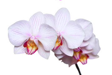 Fototapeta na wymiar White orchid with pink veins. Isolated on white background.