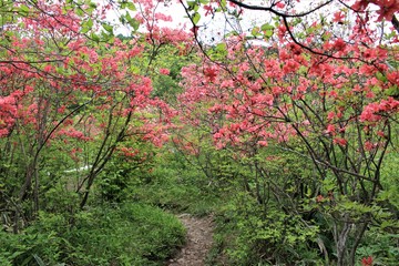 横根高原のツツジ（春のイメージ）