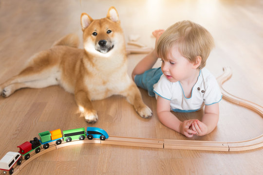 Shiba inu dog and 2 year old child boy are best friends, they play together at floor at home, high angle view. Happy kid concept