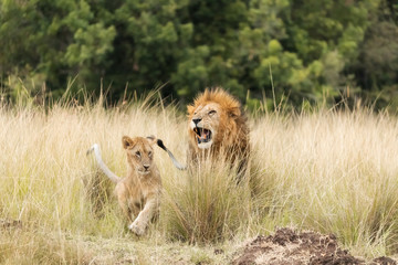 Fototapeta na wymiar Adult lion and cub in the Masai Mara
