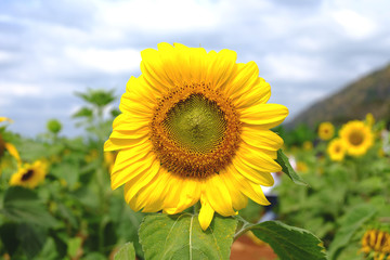 Fototapeta premium Sunflower