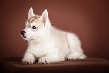 the puppy Siberian husky on a brown background Studio