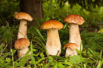 Boletus Edulis. In Forest Grow Many Young Edible Mushrooms Boletus Edulis Close Up. Delicate Mushrooms.