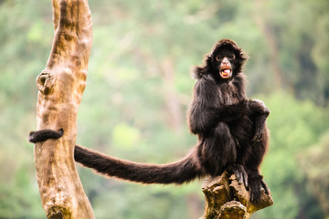 Black spider monkey alone portrait, with open mouth and long tail, sitting on a piece of wood with crossed legs staring at the camera. Background mostly green trees out of focus.