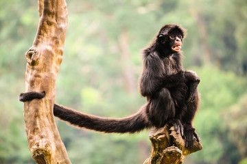 Black spider monkey alone portrait, with open mouth and long tail, sitting on a piece of wood with crossed legs staring at the horizon. Background mostly green trees out of focus.