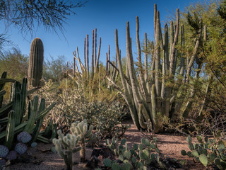 Saguaro cactae in a high desert, Arizona