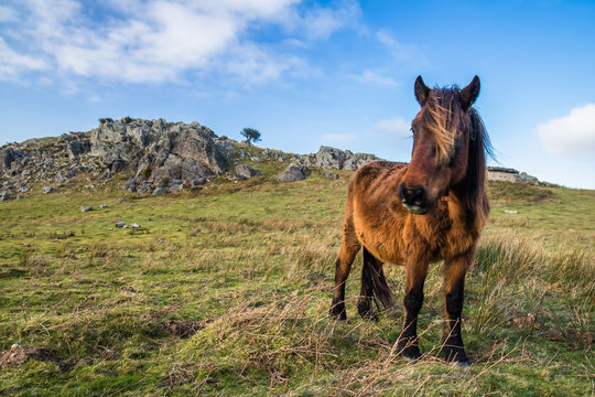 portrait of beautiful basque horse pottok in countryside mountains eating grass in basque country, france