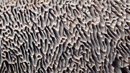 gills of mushroom, lenzites