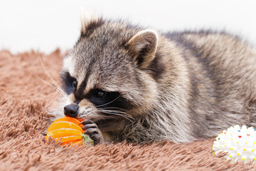 Procyon lotor at home