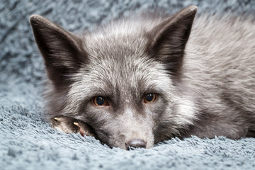 Russian domesticated red fox