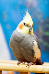 common parakeet at home