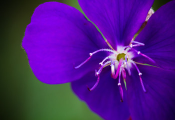 Intense bright purple flower (genus Tibouchina), a tropical flower native to South America.
