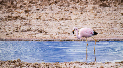 Pink flamingo walking alone and drinking water inside a salt lagoon in the "Salar de Atacama", Atacama Desert in Chile