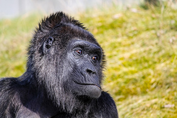 Gorilla looking to the side profile head portrait with out of focus green grass background.