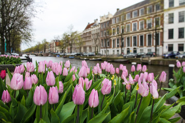 Pink tulips in the foreground with a typical canal and architecture of Amsterdam, Netherlands slightly out focus on the background during Spring time in the Dutch capital.