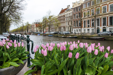 Pink tulips in the foreground with a typical canal and architecture of Amsterdam, Netherlands slightly out focus on the background during Spring time in the Dutch capital.
