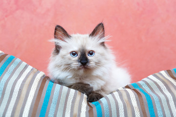 Siberian kitten at home © DragoNika