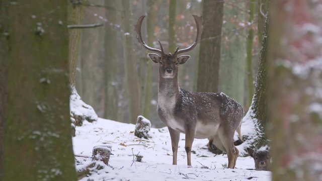 Fallow deer in winter forest