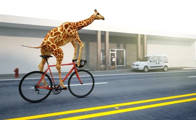 Fotobehang Giraf Giraf rijdt op een fiets