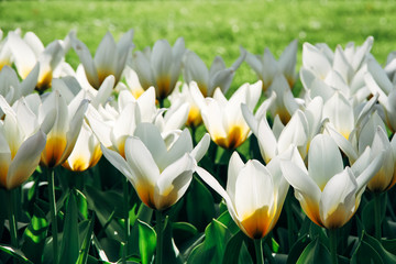White tulips with yellow details and green grass out of focus background in Amsterdam during Spring season. Flowers backlit and lit from the side.