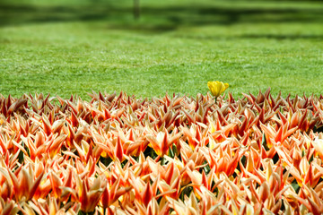 Orange, yellow and red spring tulips flourishing with one fresh single white yellow tulip variant amongst the flowers with out of focus garden grass background.