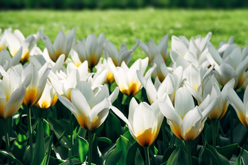 White tulips with yellow details and garden green grass out of focus background in Amsterdam, Netherlands during Spring season. Flowers backlit and lit from the side with natural sun light.
