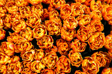 Orange, yellow and red flame spring tulips beginning to flourish during Spring time in Amsterdam, Netherlands. Photo perspective from above, resembling an illustration due to pattern repetition.