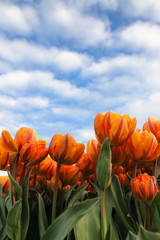 Yellow and orange tulips with green stalk against a sunny blue sky with clouds during Spring season. Flowers photo perspective from the ground level.